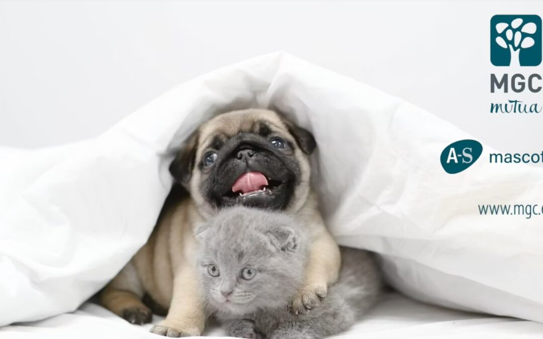 A-S Mascotes. Ells ens ho donen tot… i nosaltres?